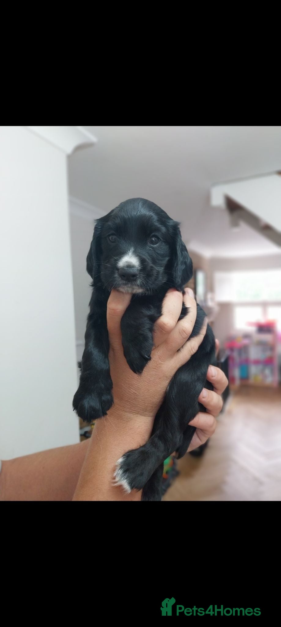 Cocker Spaniel dogs Kc registered Cocker Spaniel puppies  - Advert 1