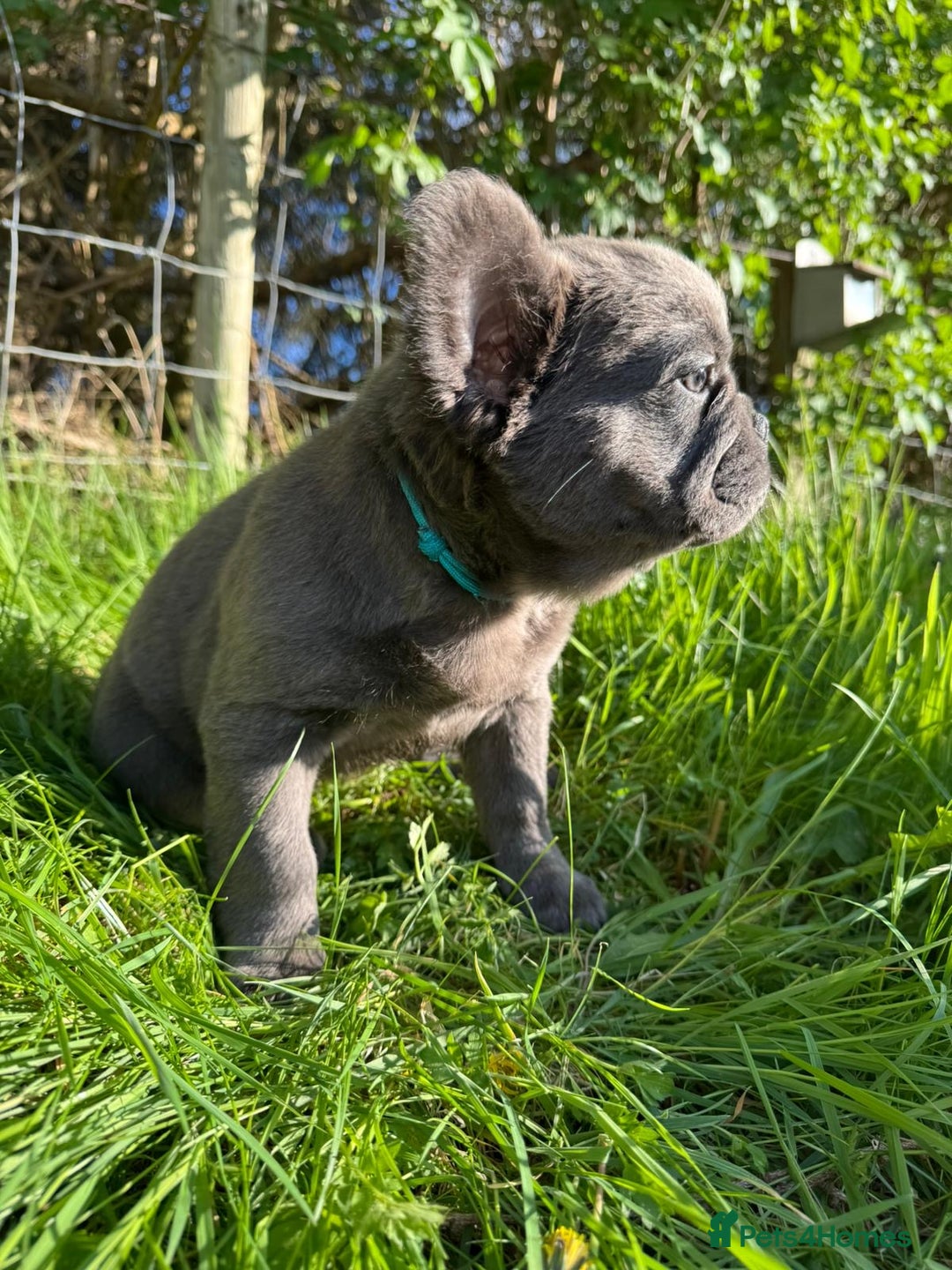 French Bulldog dogs for sale: Fluffy French Bulldog Puppies  - Image 8