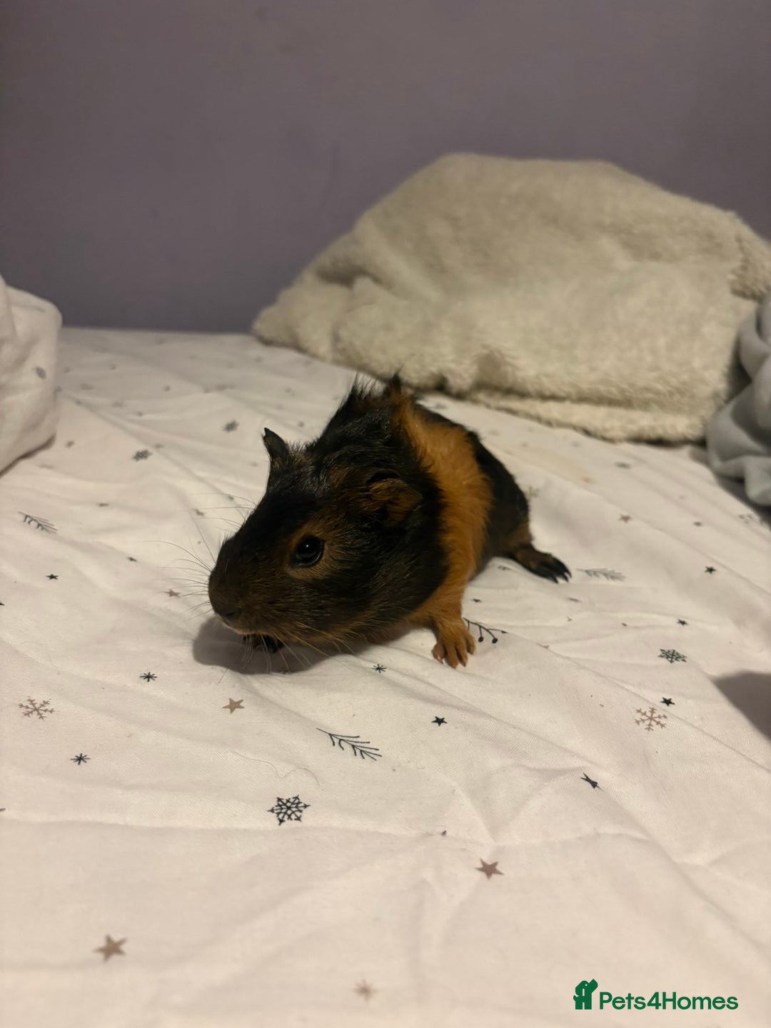 Guinea Pig rodents for sale: 3x males - Advert 4