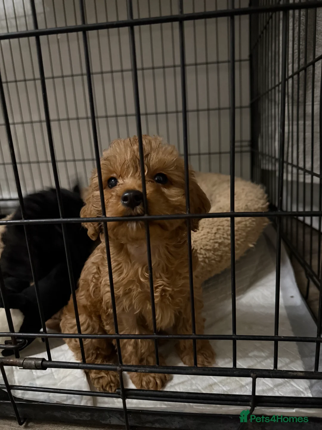 Cockapoo dogs for sale: Gorgeous Cockapoo puppies - Advert 6