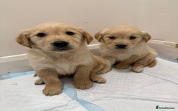 Golden Retriever dogs for sale: Golden Retriever Puppies - Advert 2