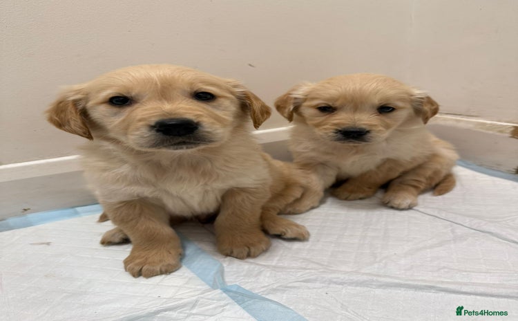 Golden Retriever dogs Golden Retriever Puppies - Advert 1