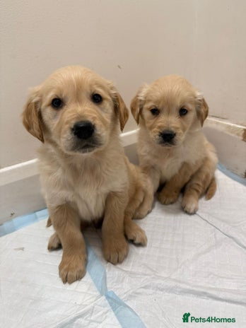 Golden Retriever dogs Golden Retriever Puppies - Advert 1