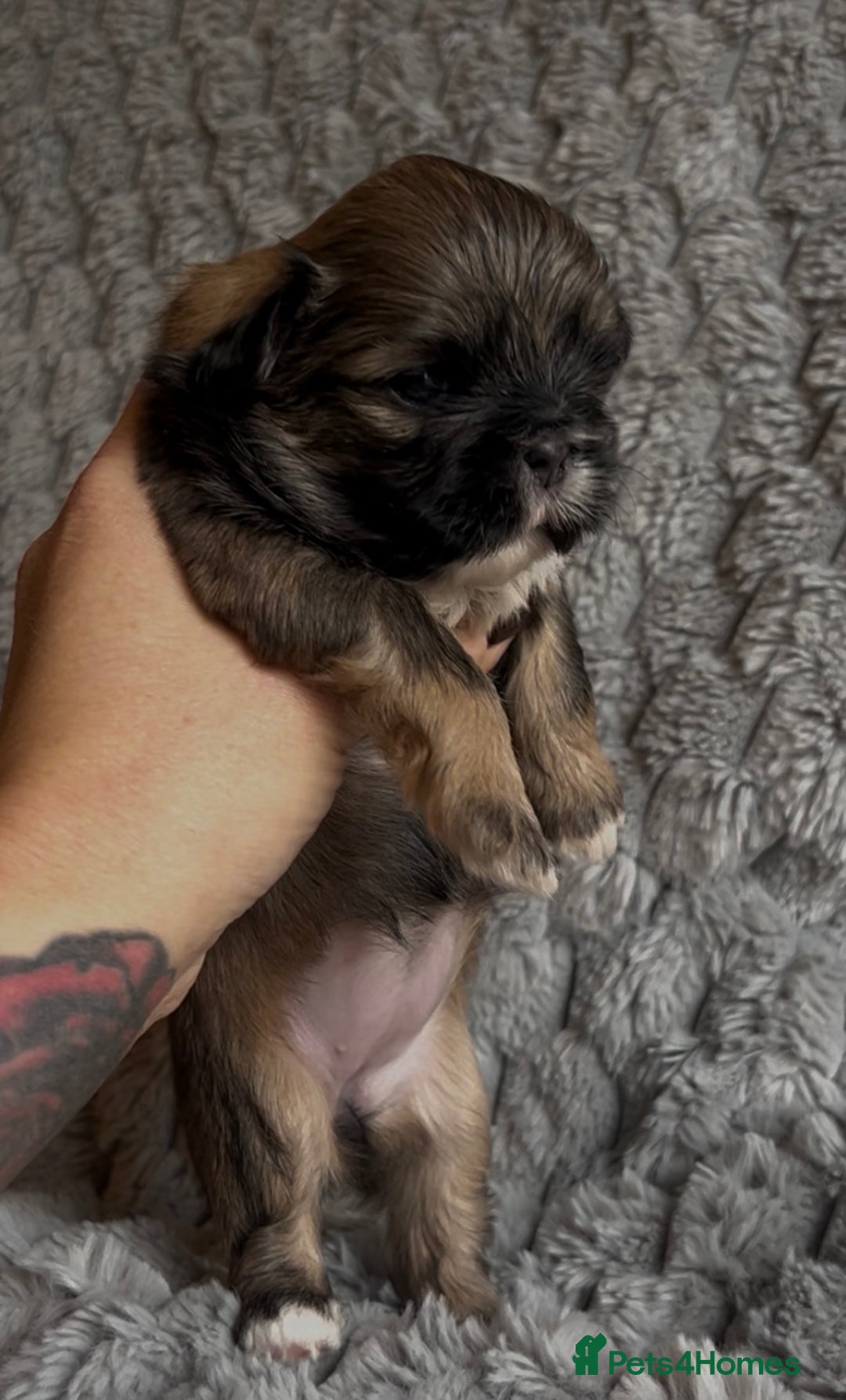 Shih Tzu dogs for sale: ✨Stunning Imperial puppies ✨ - Image 2