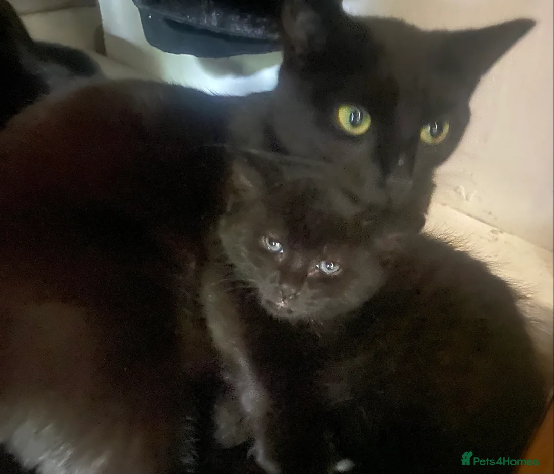 Domestic Shorthair cats for sale: Two beautiful black boy kittens - Advert 2