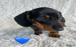 Miniature Dachshund dogs for sale: Miniature duscuhund  - Image 14
