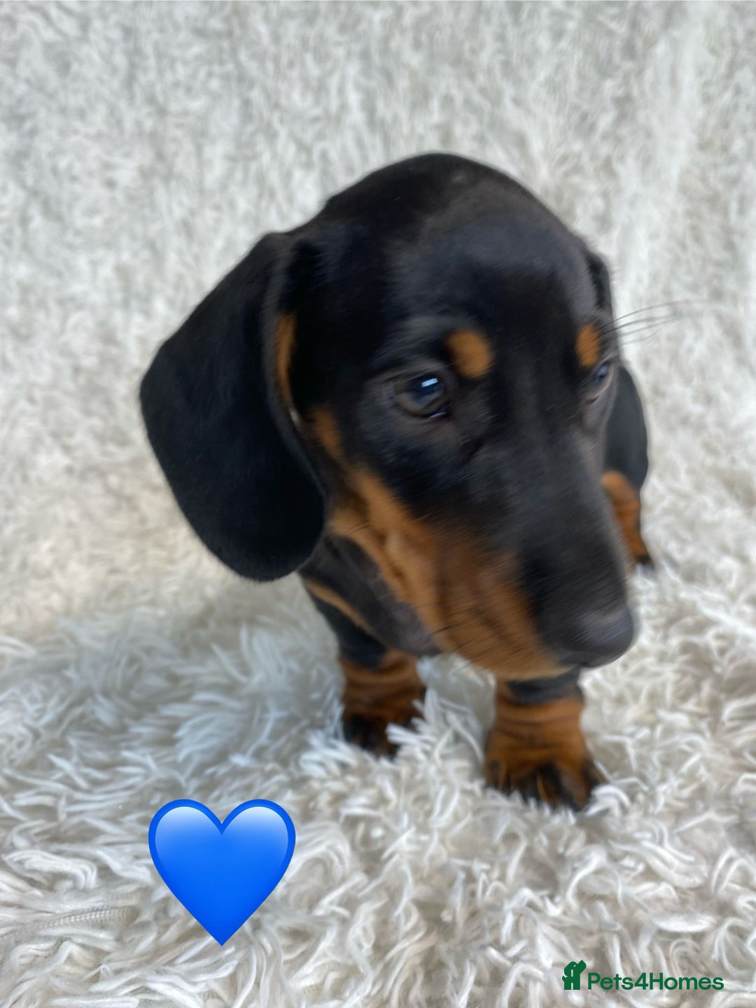 Miniature Dachshund dogs for sale: Miniature duscuhund  - Image 14