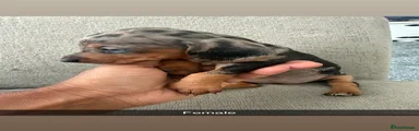 Miniature Dachshund 3