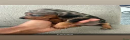 Miniature Dachshund dogs for sale: Stunning Miniature Dachshunds  - Advert 10