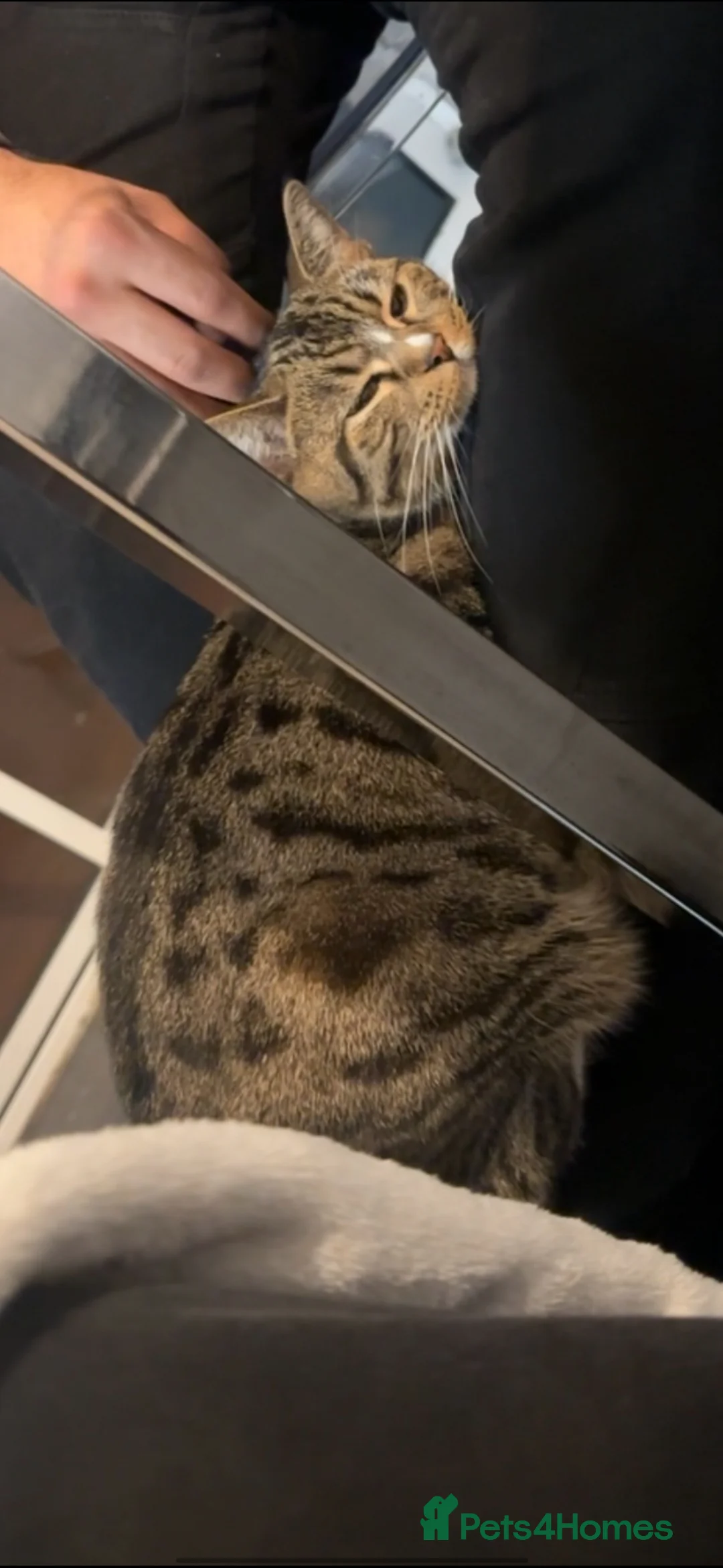 Mixed Breed cats for sale: Skye - for free  - Advert 4