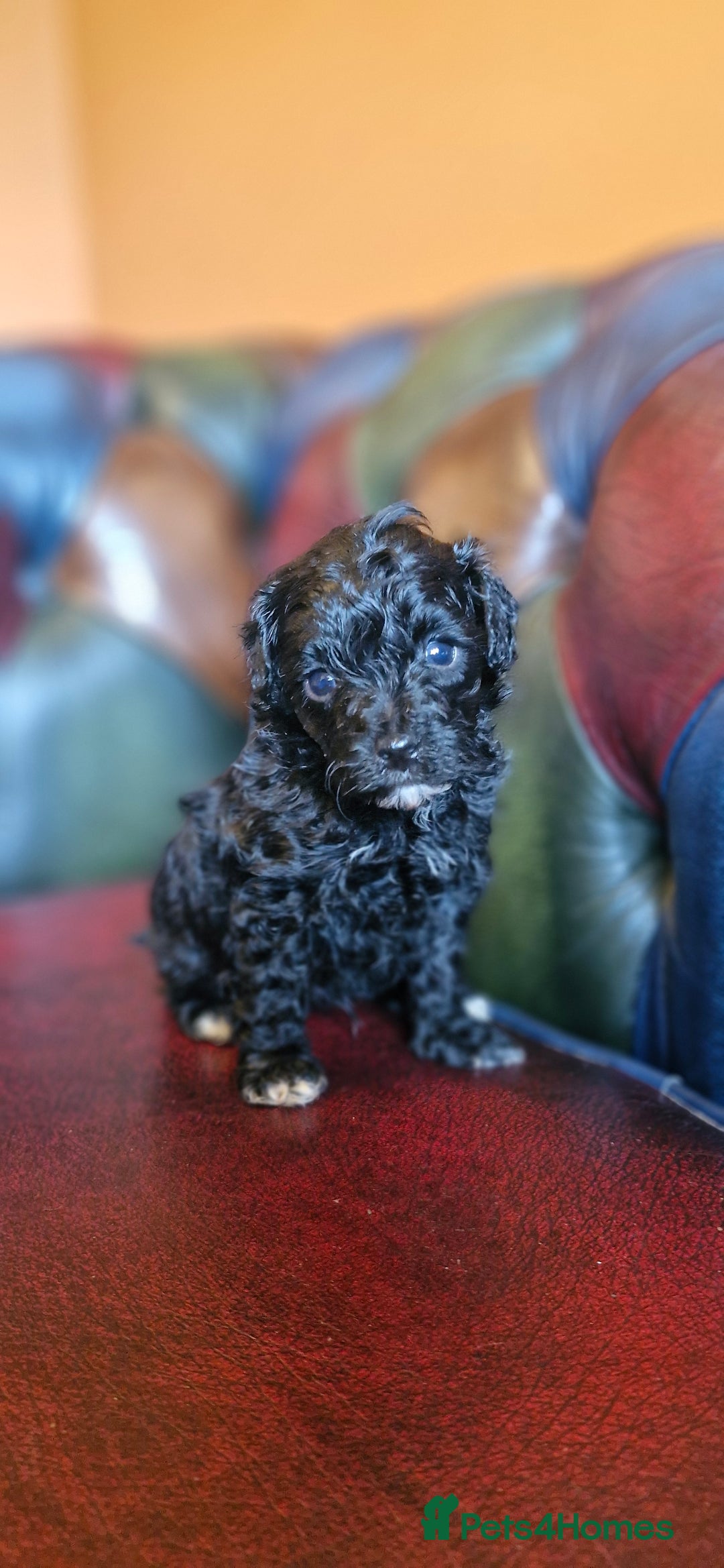 Cavapoo dogs for sale: Gorgeous f1bb Multicolour Cavapoo pups - Image 22