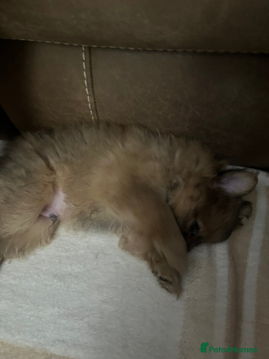 Pomeranian dogs for sale: ⭐️ 2x Pomeranian Boys ⭐  - Advert 8