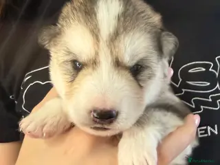 Siberian Husky dogs 6 Siberian Husky Puppies!! - Advert 1