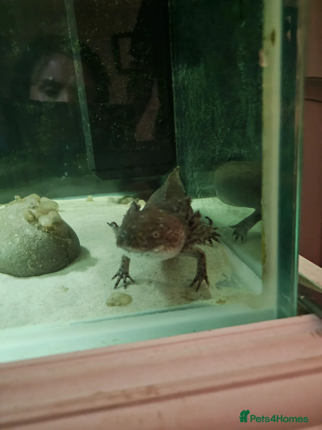 Axolotl reptiles for sale: Axolotl male and female  - Advert 2