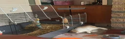 Mixed Breed rabbits for sale: Rabbits Brownies and Daisy - Advert 6