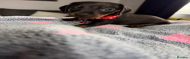 Dachshund 8