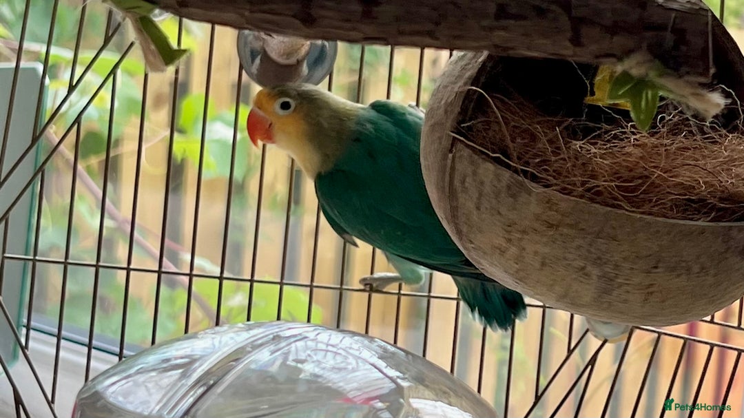 Lovebirds birds for sale: Beautiful Pair of Colorful Lovebirds –Blue & Green - Image 4