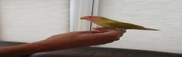 Lovebirds birds for sale: Handreared peachface lovebirds  - Advert 1