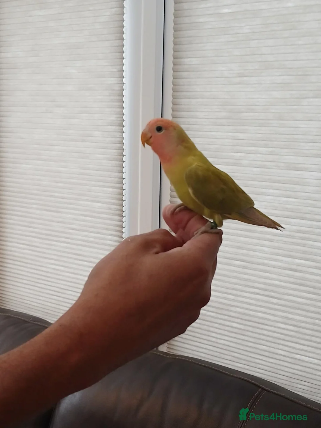 Lovebirds birds for sale: Handreared peachface lovebirds  - Advert 1