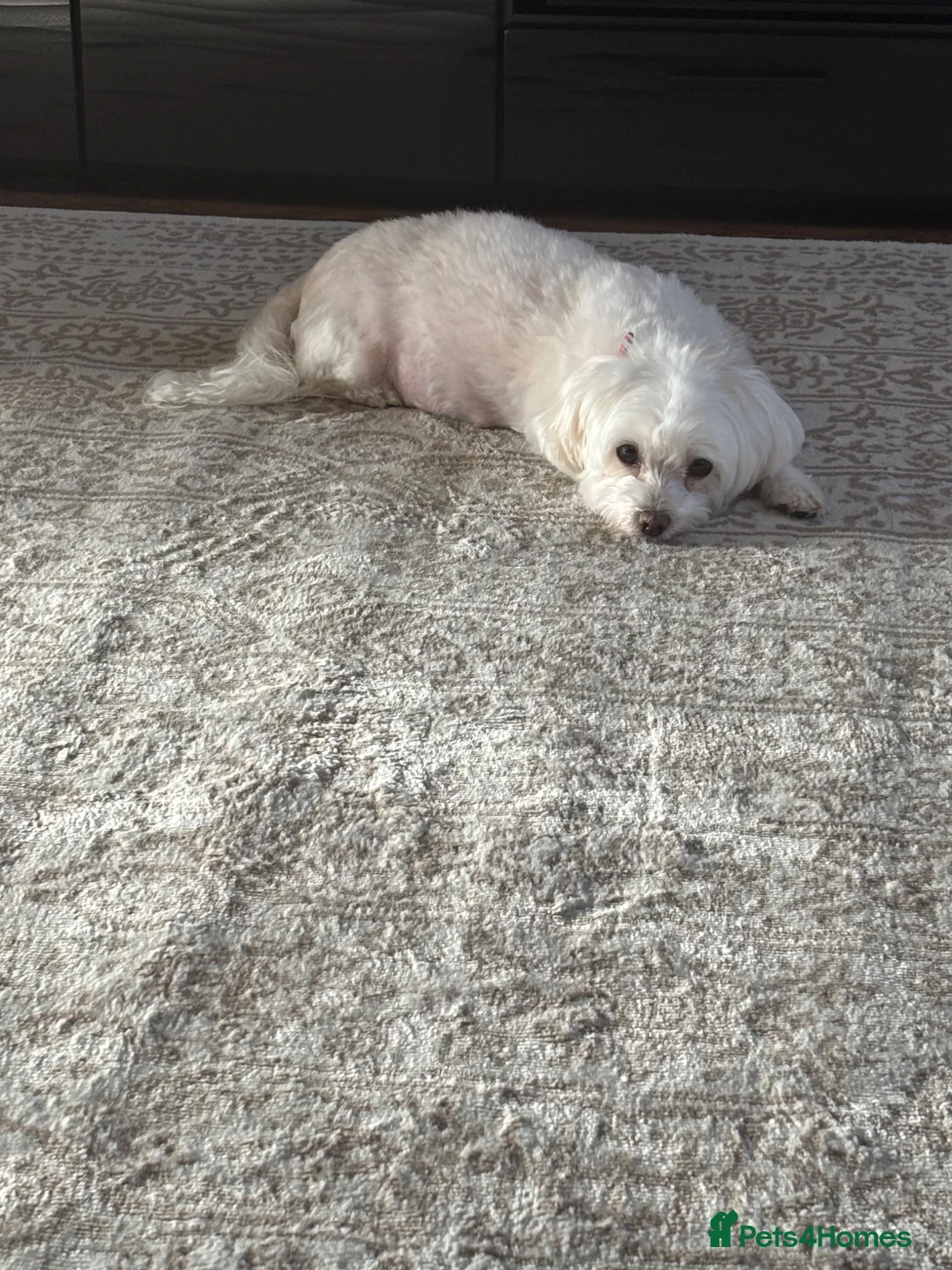 Maltese dogs for sale: Pure Maltese puppies! 🐶 🤍 in Dunstable - Advert 14