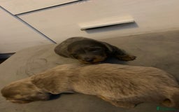 Dachshund dogs for sale: Dachshund - Image 6