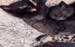 Mixed Breed cats for sale: 6 Kittens for sale - Image 7
