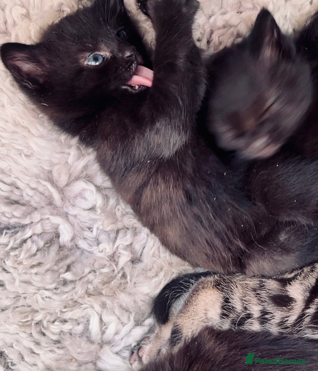 Mixed Breed cats for sale: 6 Kittens for sale - Image 7
