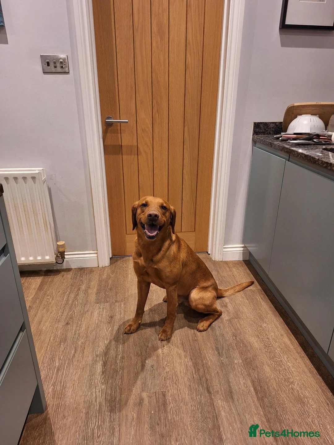 Labrador Retriever dogs for stud: KC Working, Fully Health Tested, Fox Red Lab Stud in Daventry - Advert 2