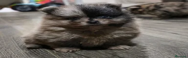 Split face