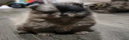 Pomeranian dogs for sale: Beautiful Pomeranians in Stanford-le-Hope - Advert 8