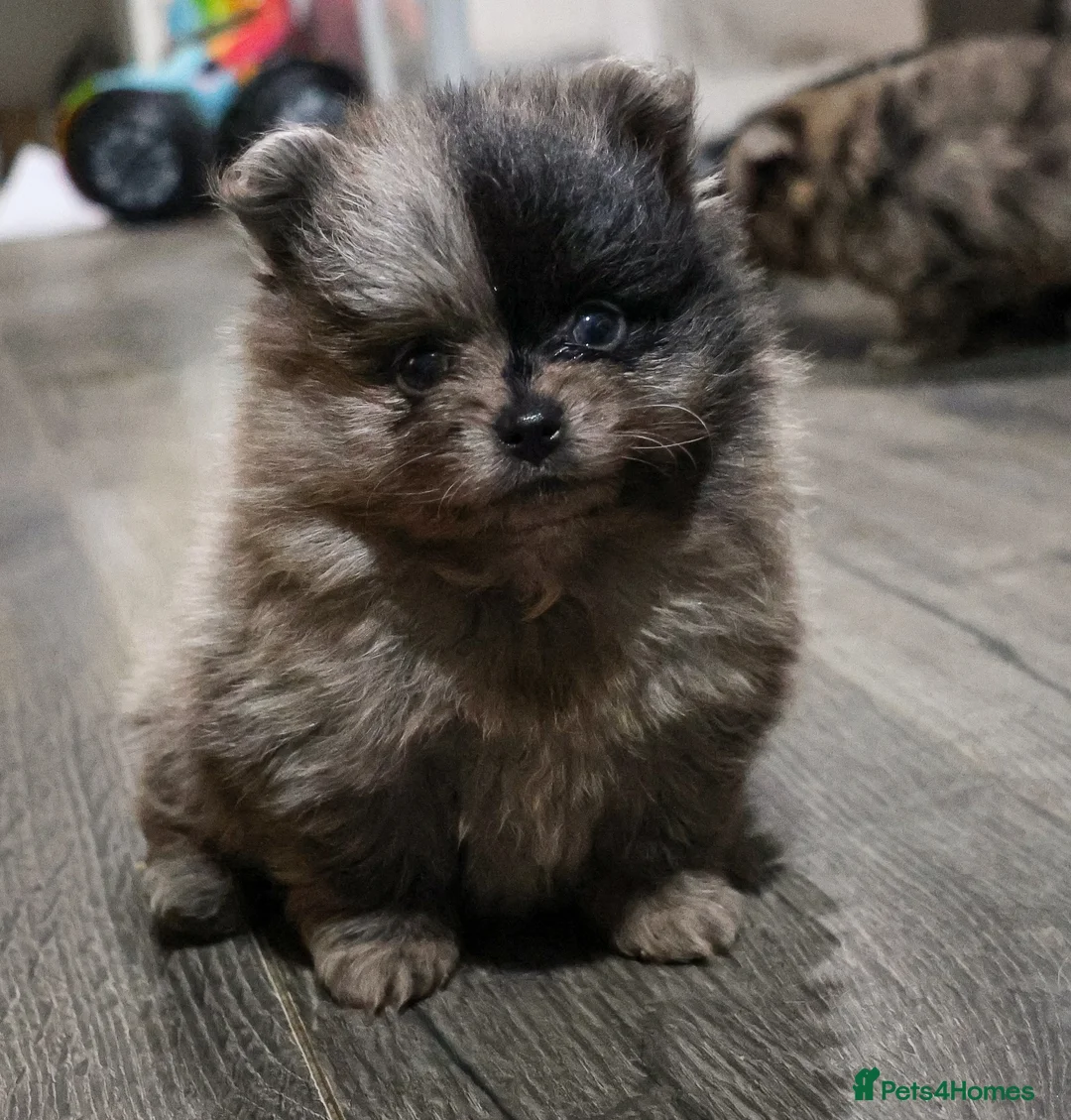 Pomeranian dogs for sale: Beautiful Pomeranians in Stanford-le-Hope - Advert 8