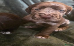Cockerdor dogs for sale: Rare coloured stunning Cockerdor pups  - Image 10