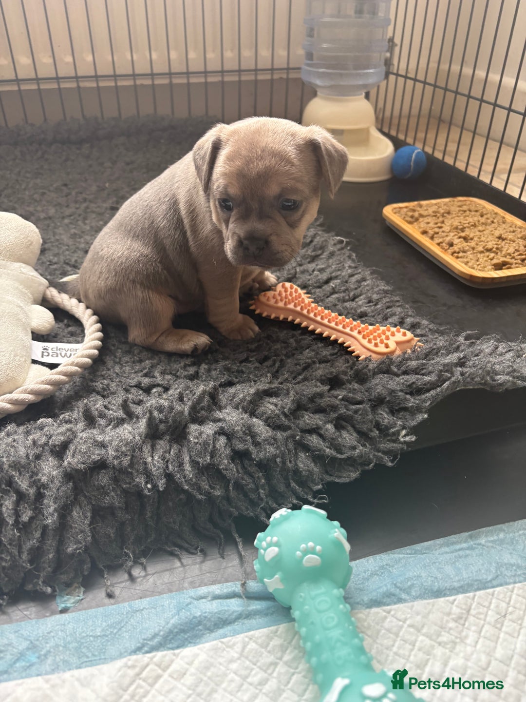 Mixed Breed dogs for sale: French bullhuahua - Image 4