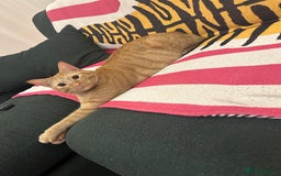 British Shorthair cats for sale: Loving home needed! Indoor cat! - Image 2