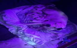 Mastiff dogs for sale: Mastiff puppies  - Image 13