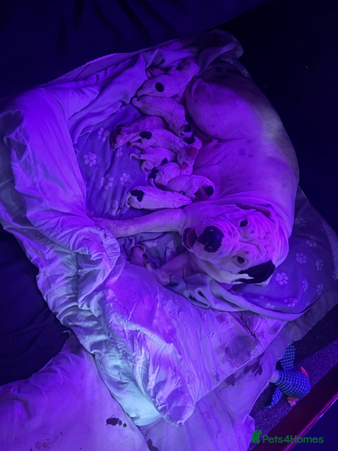 Mastiff dogs for sale: Mastiff puppies  - Image 13