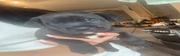 Mixed Breed dogs for sale: Puppies  in Battle - Advert 11