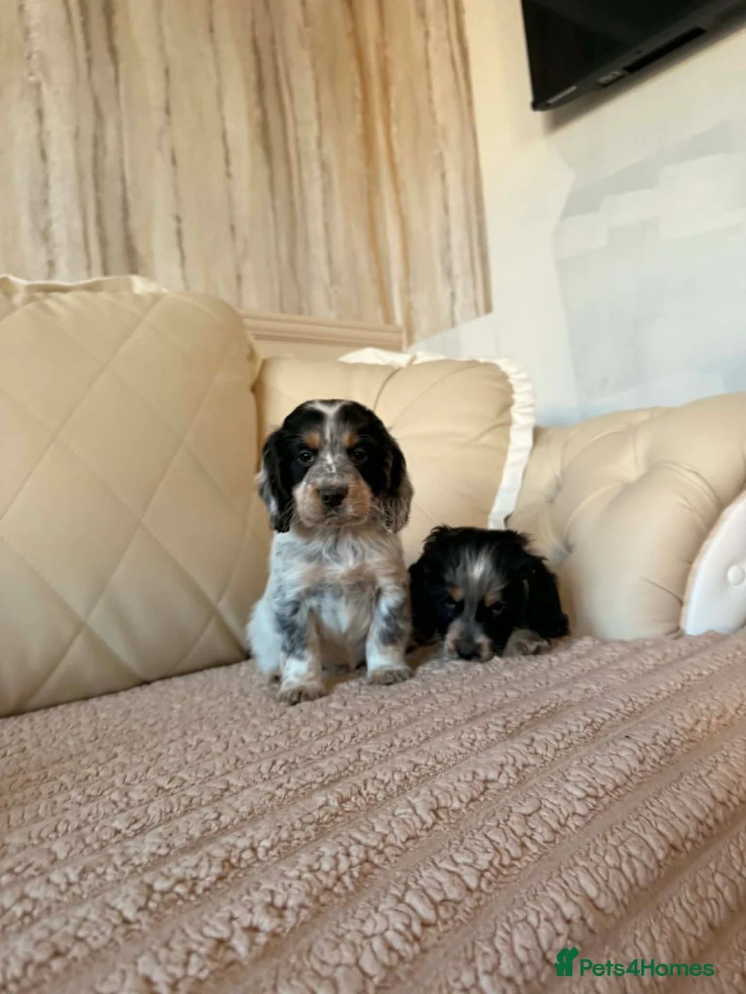 Cocker Spaniel dogs for sale:  Show Type Cocker spaniels for sale - Advert 9