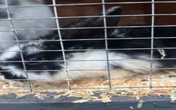 Rex rabbits for sale: Baby Rabbits for sale  - Advert 3