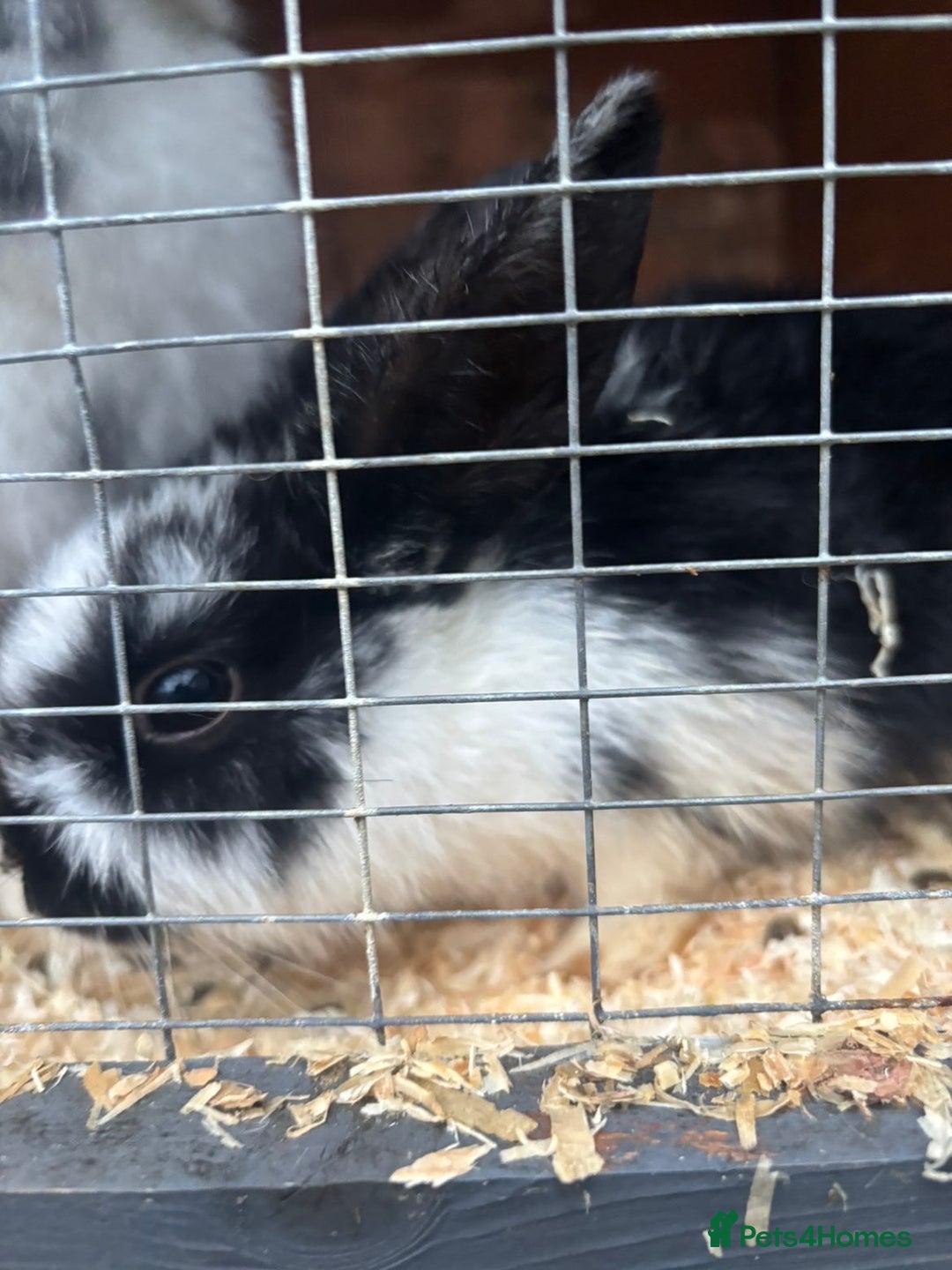 Rex rabbits for sale: Baby Rabbits for sale  - Advert 3