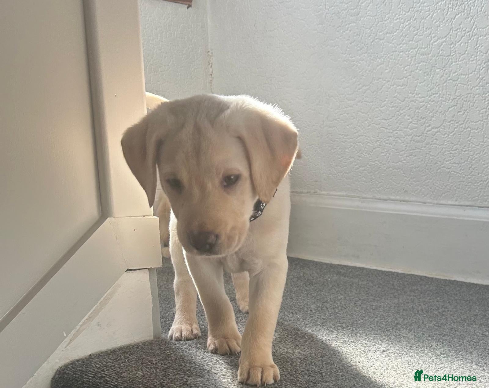 Labrador Retriever dogs KC Registered Labrador Puppies  - Advert 2