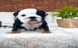 English Bulldog dogs for sale: Stunning litter of coloured Bulldogs home reared - Advert 29