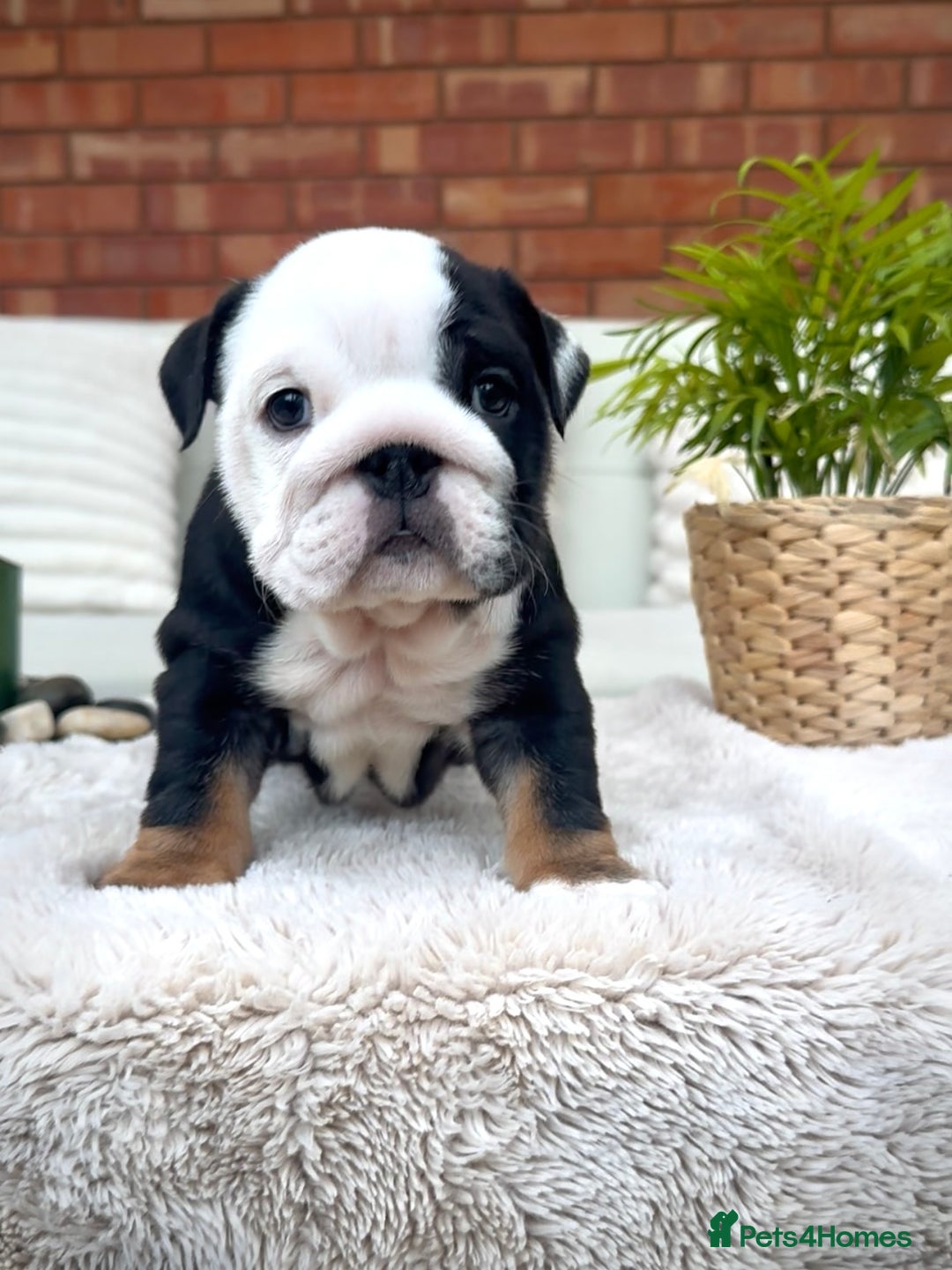 English Bulldog dogs for sale: Stunning litter of coloured Bulldogs home reared - Advert 29