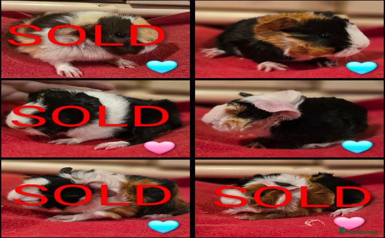 Guinea Pig rodents - Advert 16