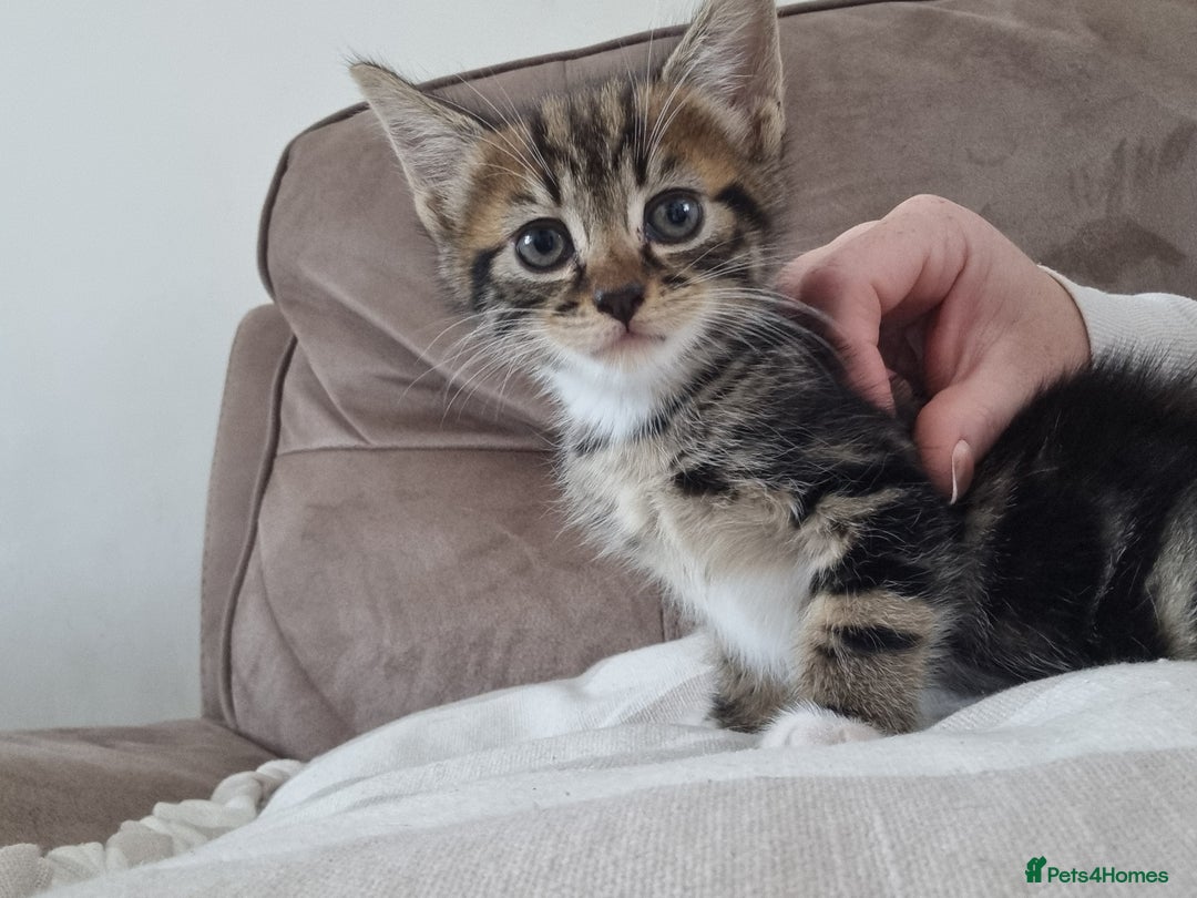 Mixed Breed cats for sale: Help us find our forever families.  - Image 5