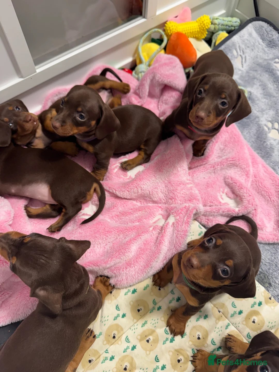 Miniature Dachshund dogs for sale: Miniature dachund puppies smooth hair  - Advert 4