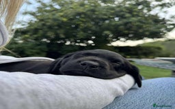 Labrador Retriever dogs for sale: Beautiful Black Labrador puppies in Cheltenham - Image 12