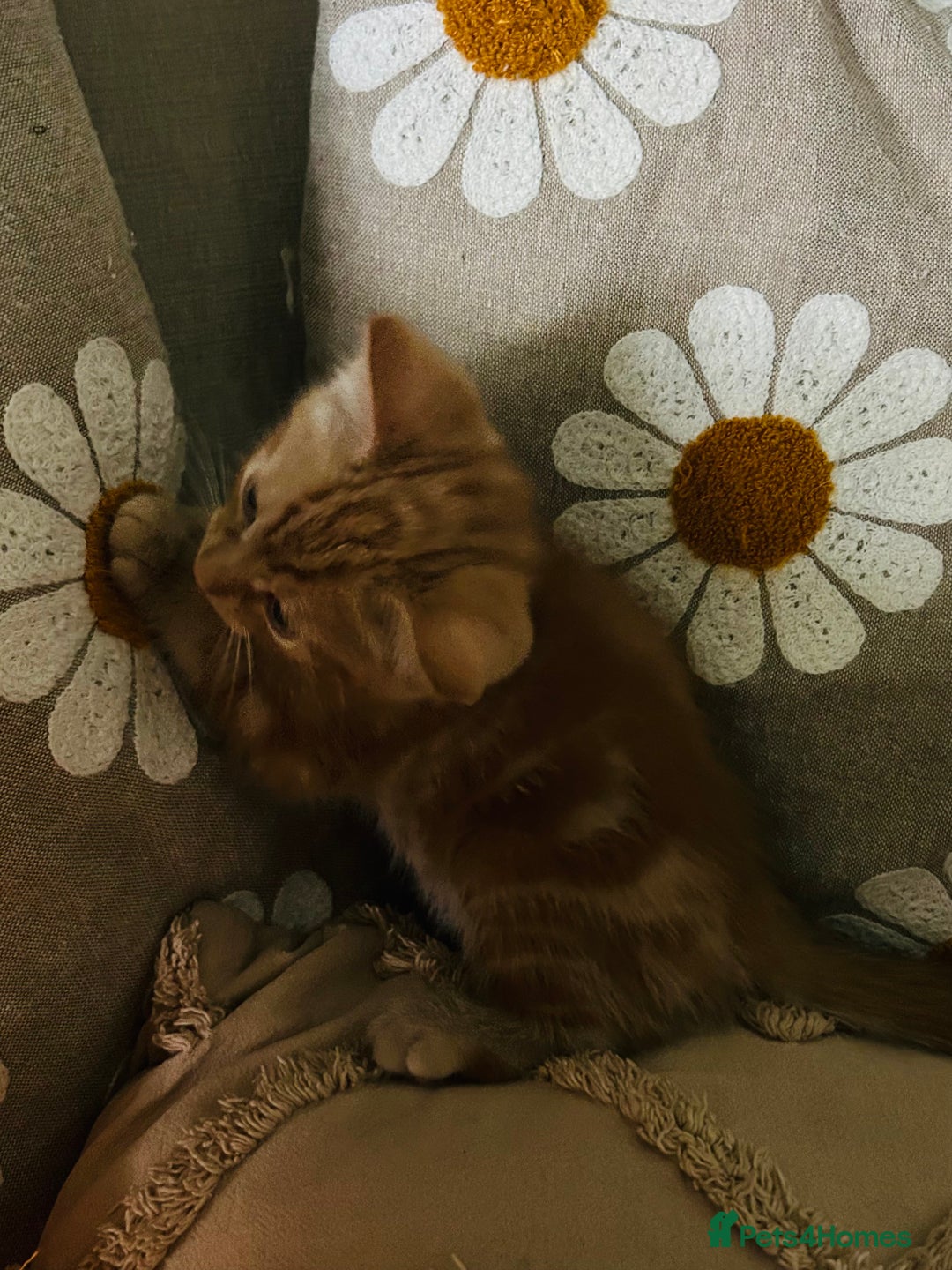 Mixed Breed cats for sale: Fluffy kittens ready on 14th Oct ❤️🧡💛💚💜 - Image 13