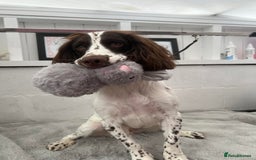 Sprocker dogs for sale: Buddy the Sprocker - Image 3