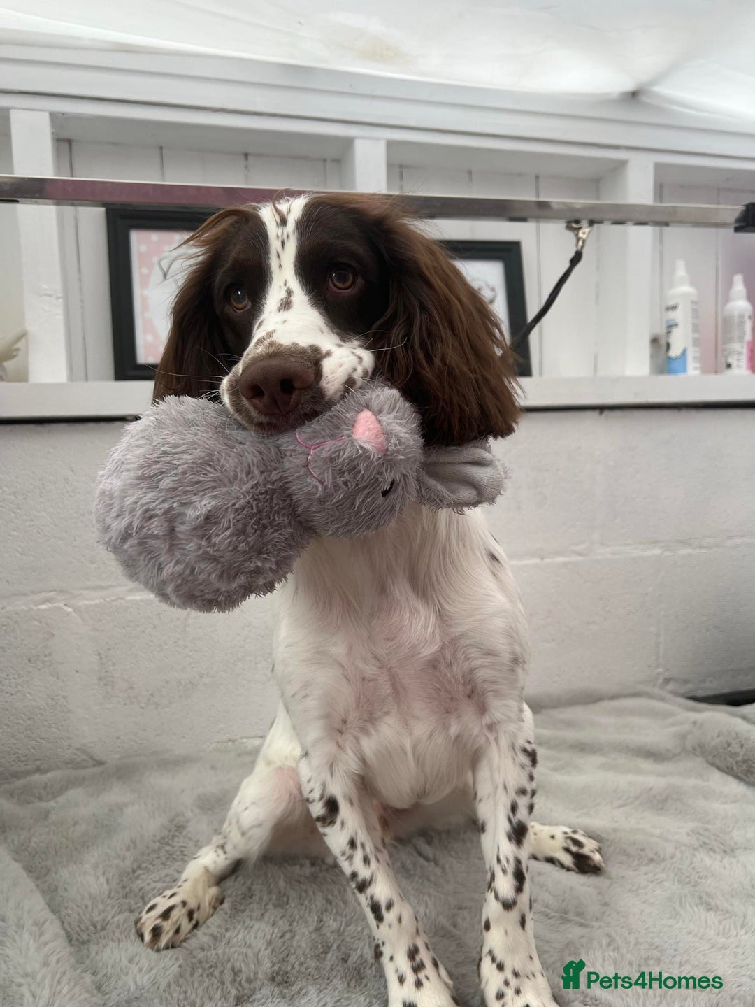 Sprocker dogs for sale: Buddy the Sprocker - Image 3